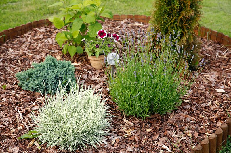 Flower Bed Mulch vs. Rock: What's Better? - Shrubhub