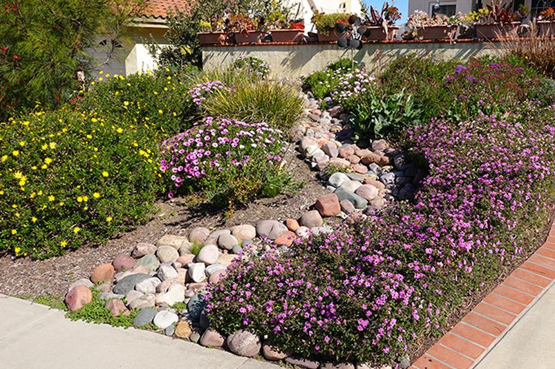 Create a Stunning Drought-Tolerant Garden with ShrubHub - Shrubhub