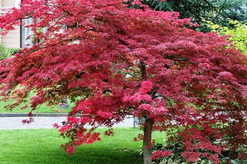 How to Choose Trees for Your Yard: Tips and Tricks - Shrubhub