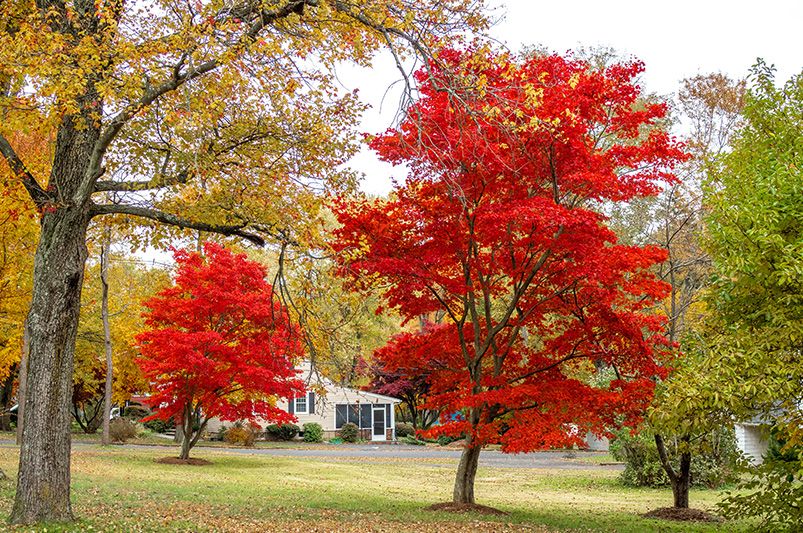 How to Choose Trees for Your Yard: Tips and Tricks - Shrubhub