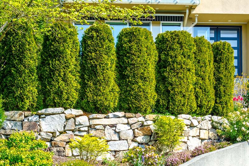 Transform Your Outdoor Space with These Landscape Privacy Ideas - Shrubhub