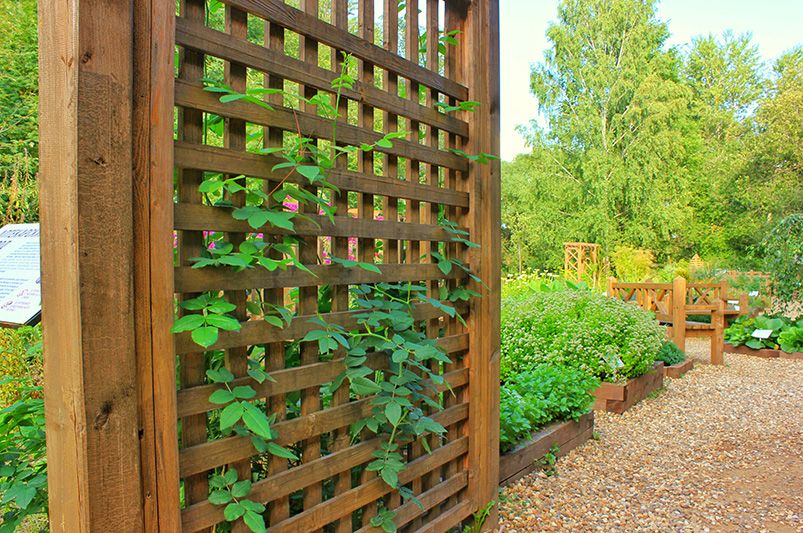 Transform Your Outdoor Space with These Landscape Privacy Ideas - Shrubhub