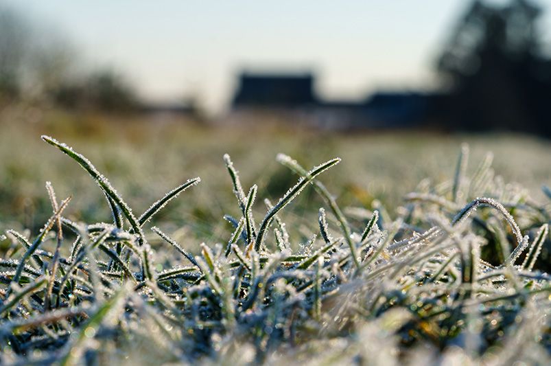 Winter Lawn Care: Top Tips for Protecting Your Lawn - Shrubhub