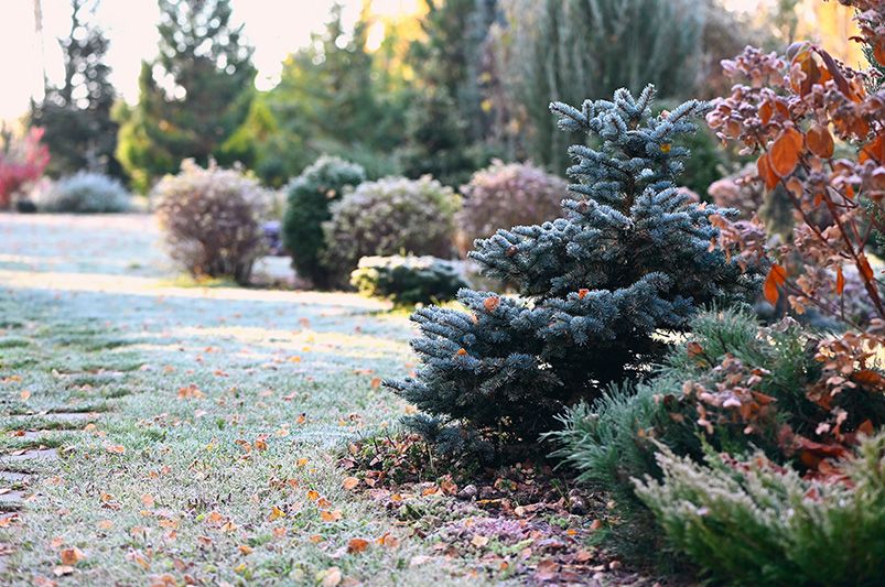 Winter Lawn Care: Top Tips for Protecting Your Lawn - Shrubhub