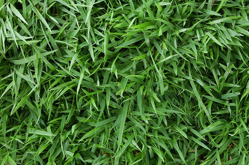 How to Prepare Your Lawn for Grass Seed: A Step-by-Step Guide