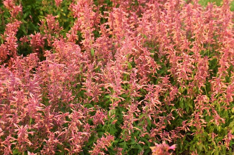 Buy Agastache Plants Online | Hummingbird Mint Varieties - Shrubhub