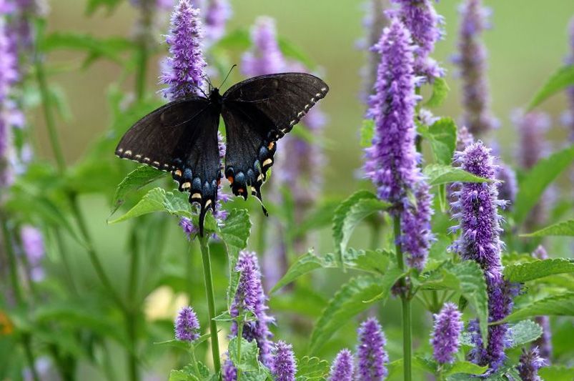 Buy Agastache Plants Online | Hummingbird Mint Varieties - Shrubhub