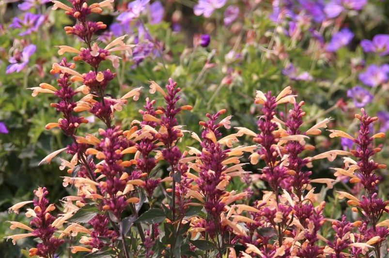 Buy Agastache Plants Online | Hummingbird Mint Varieties - Shrubhub