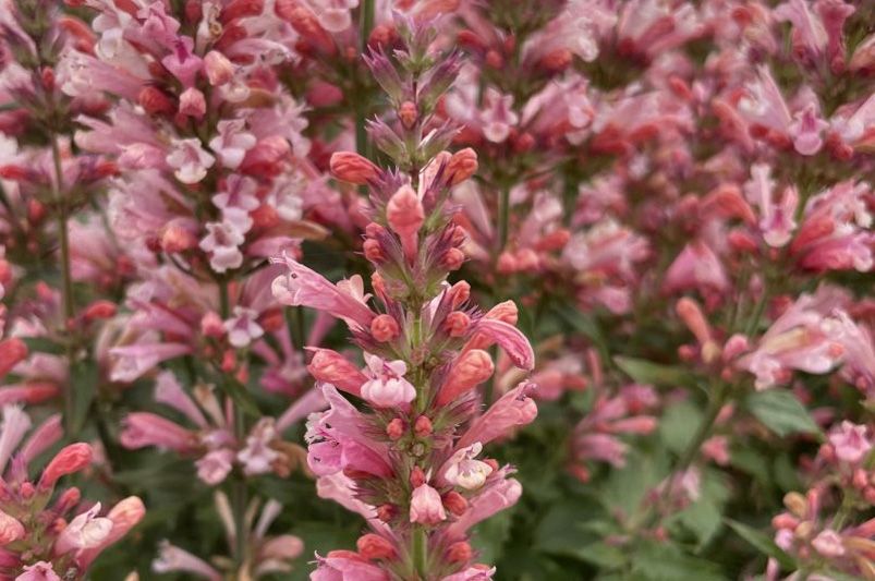 Buy Agastache Plants Online | Hummingbird Mint Varieties - Shrubhub