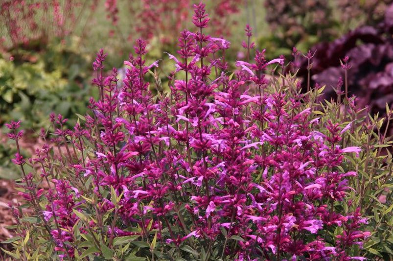 Buy Agastache Plants Online | Hummingbird Mint Varieties - Shrubhub