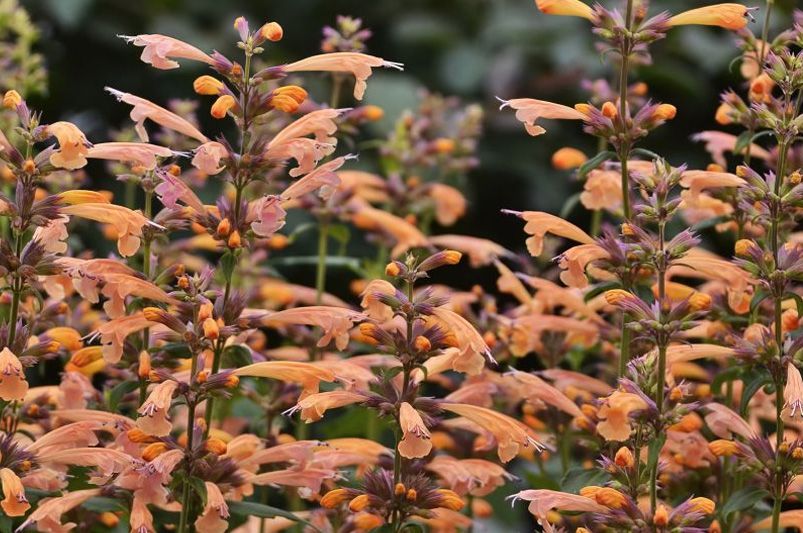 Buy Agastache Plants Online | Hummingbird Mint Varieties - Shrubhub