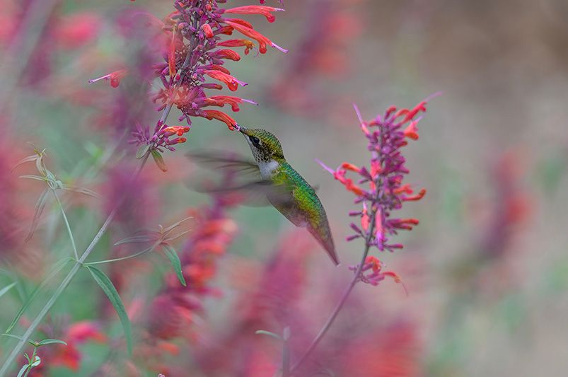 Buy Agastache Plants Online | Hummingbird Mint Varieties