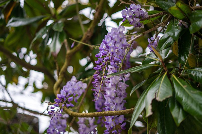 Wisteria: A Fragrant Addition to Your Garden - Shrubhub