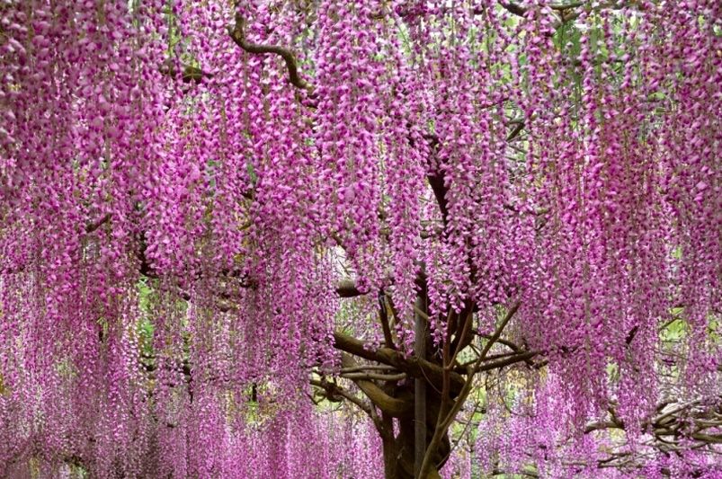 Wisteria: A Fragrant Addition to Your Garden - Shrubhub