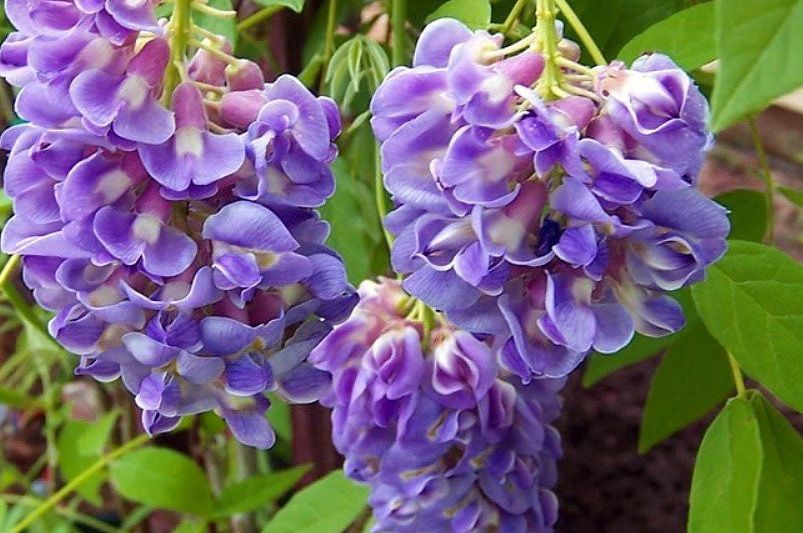 Wisteria: A Fragrant Addition to Your Garden - Shrubhub