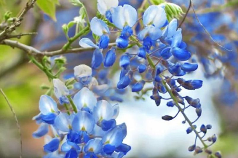 Wisteria: A Fragrant Addition to Your Garden - Shrubhub