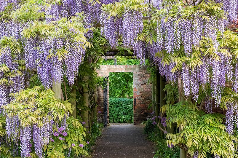 Wisteria: A Fragrant Addition to Your Garden