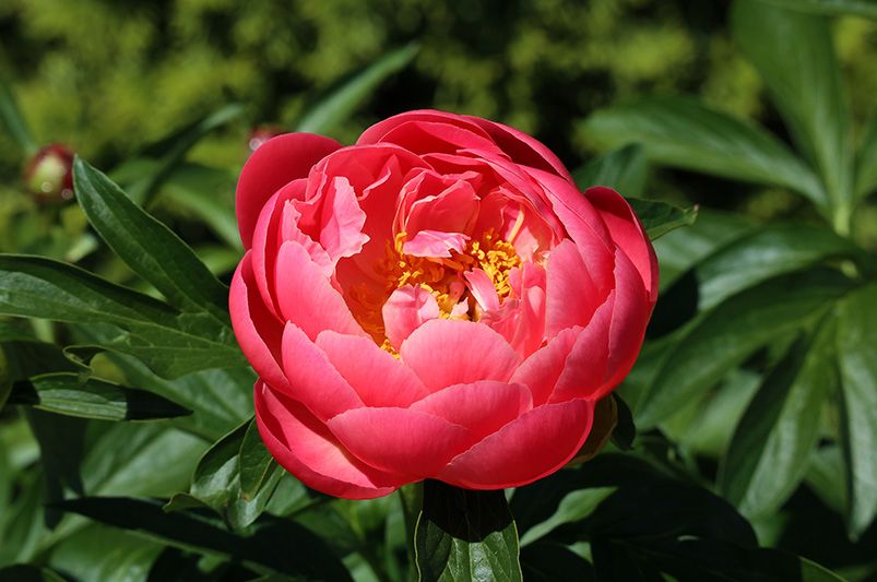 Peonies: Elegant, Fragrant Blooms for Every Garden - Shrubhub