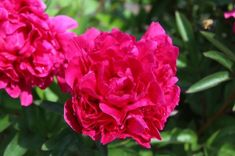 Peonies: Elegant, Fragrant Blooms for Every Garden - Shrubhub