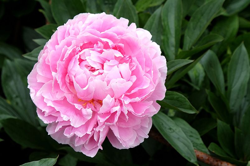 Peonies: Elegant, Fragrant Blooms for Every Garden - Shrubhub