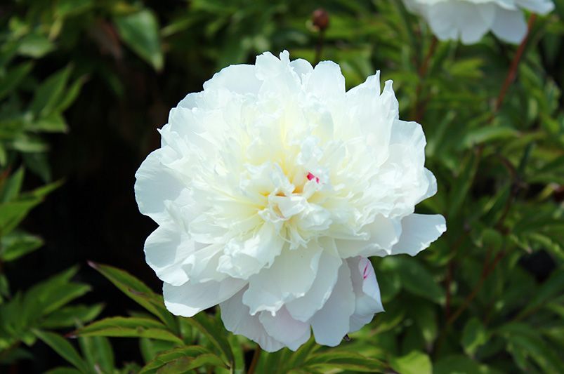 Peonies: Elegant, Fragrant Blooms for Every Garden - Shrubhub