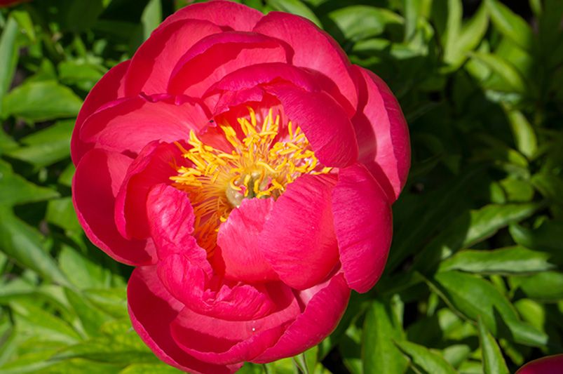 Peonies: Elegant, Fragrant Blooms for Every Garden - Shrubhub