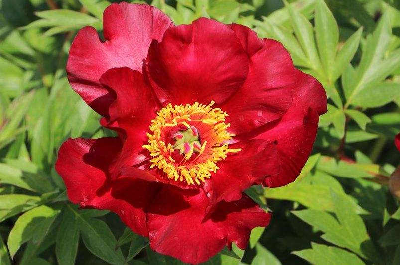 Peonies: Elegant, Fragrant Blooms for Every Garden - Shrubhub
