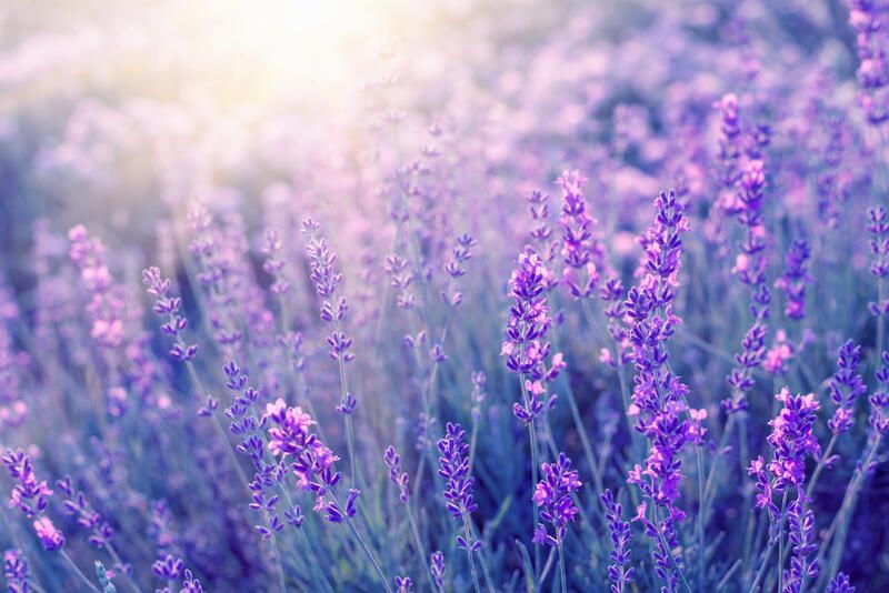 Top 8 Best Perennial Flowers To Grow In Your Garden | ShrubHub