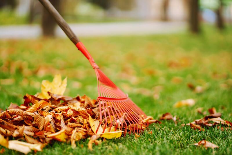 Your Guide To Using Fallen Leaves As Organic Compost And Organic Mulch  - Shrubhub
