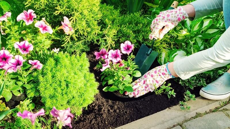 Planting Annual Flowers: Your Way to Brighten Up Your Yard - Shrubhub