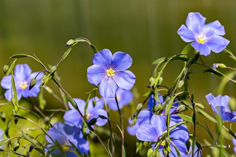 Top 20 Alberta Native Plants For Your Garden - Shrubhub