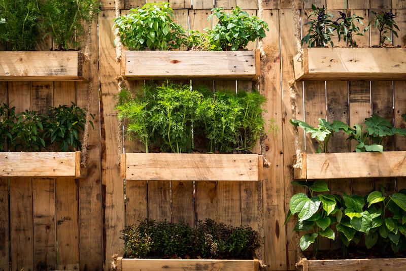 Beginners' Guide To Vertical Gardening - Shrubhub
