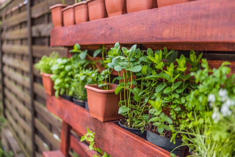 Beginners' Guide To Vertical Gardening - Shrubhub