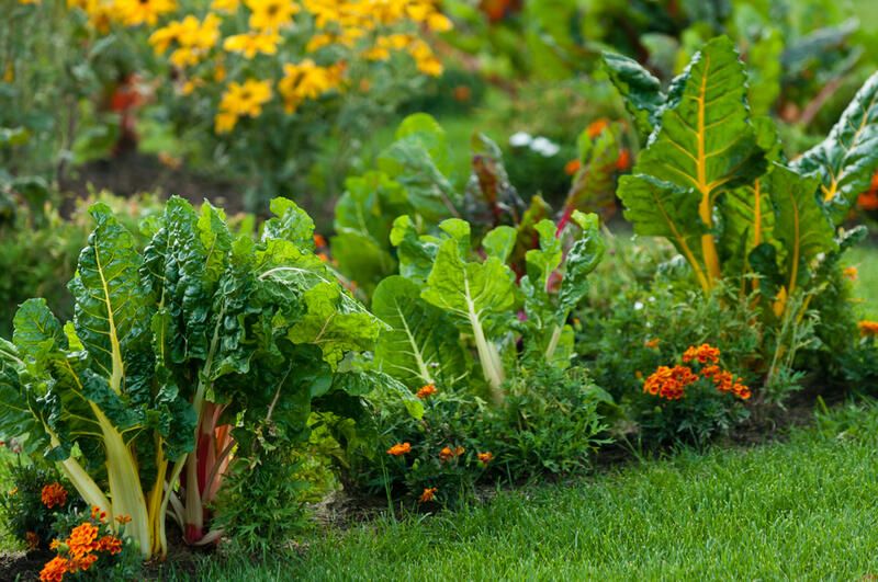 14 Common Vegetable Gardening Mistakes Newbies Make When Planting their Veggies - Shrubhub