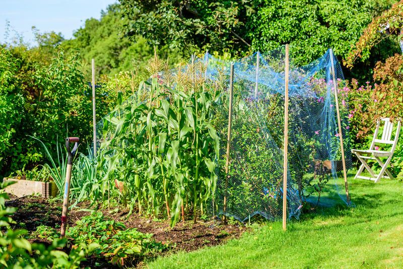 Sustainable Gardening Tips: Gardening Ideas to Make Your Garden More Eco-Friendly - Shrubhub