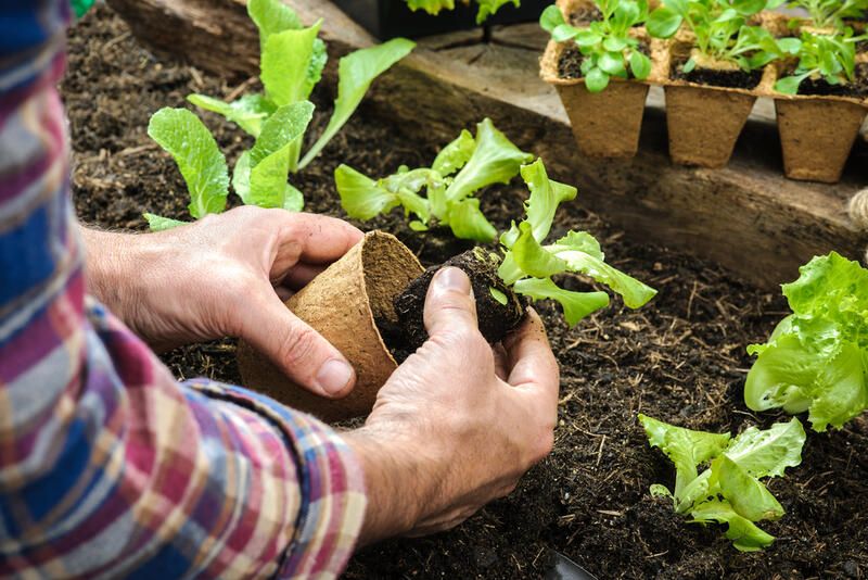 Sustainable Gardening Tips: Gardening Ideas to Make Your Garden More Eco-Friendly - Shrubhub