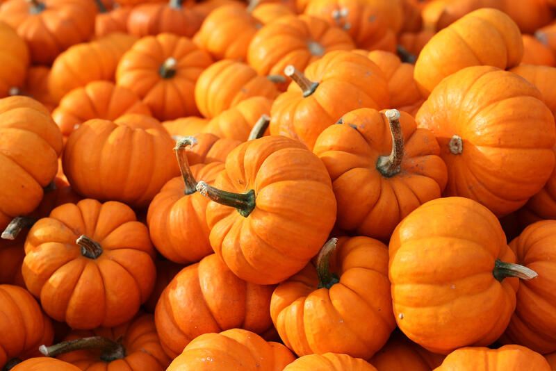 How To Grow Pumpkins 101: A Complete Step-By-Step Guide To Growing Pumpkin Varieties - Shrubhub