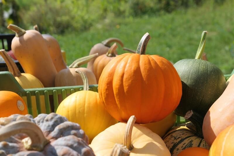 How To Grow Pumpkins 101: A Complete Step-By-Step Guide To Growing Pumpkin Varieties - Shrubhub
