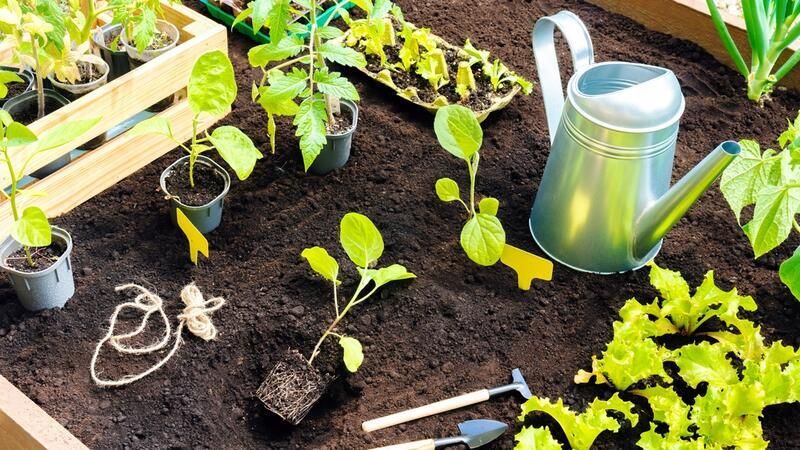 ShrubHub's Ultimate Guide to Raised Garden Beds - Shrubhub