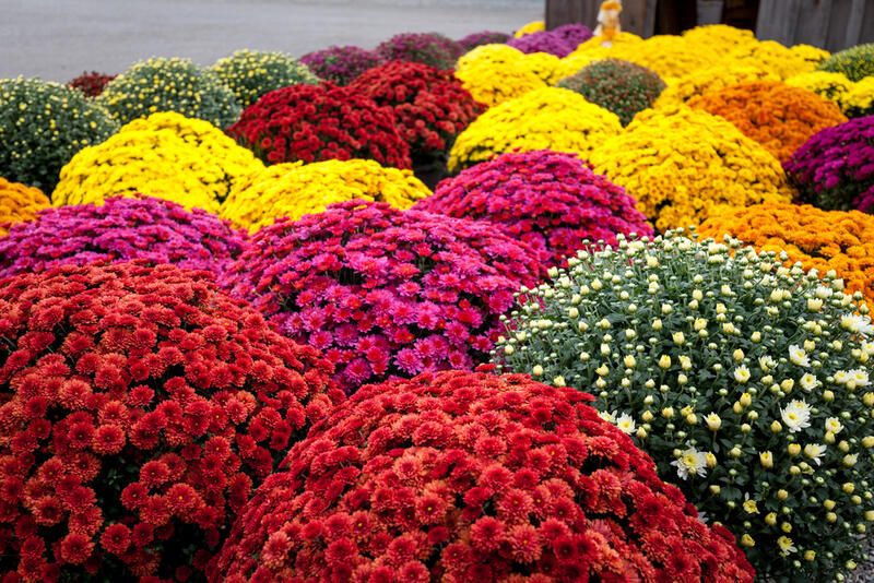 Chrysanthemums: How to Plant and Grow Mums