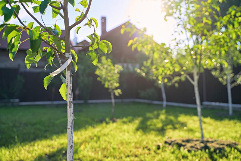 How to Grow Apples: The Full Planting Guide - Shrubhub