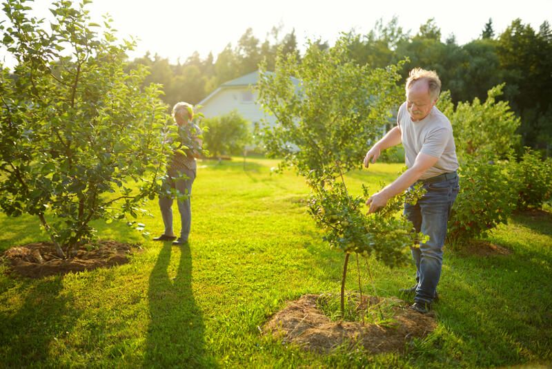 How to Grow Apples: The Full Planting Guide - Shrubhub