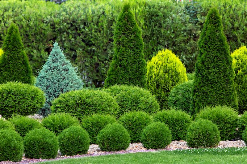 Enjoy a Lively Garden All Year Around by Landscaping With Evergreens - Shrubhub