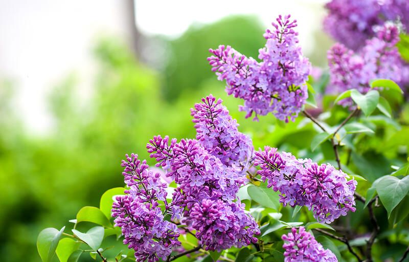 Everything You Need to Know About Lilac Plant Care - Shrubhub