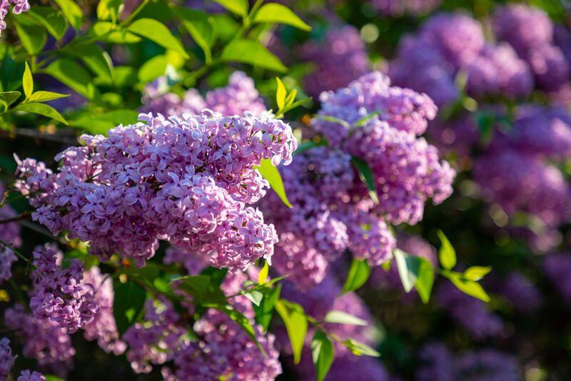 Everything You Need to Know About Lilac Plant Care | ShrubHub