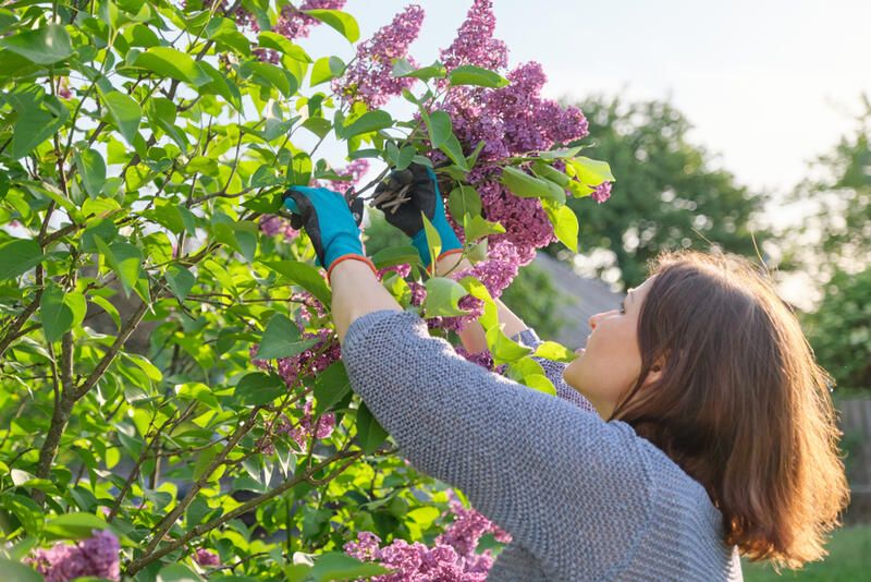 Everything You Need to Know About Lilac Plant Care - Shrubhub
