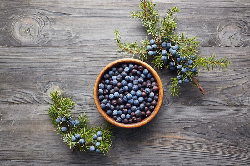 The Perfect Edible Berry Plants for Foodscaping - Shrubhub