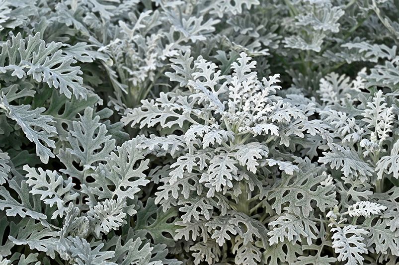 Winter Annual Plants: Thriving in Cool Weather - Shrubhub