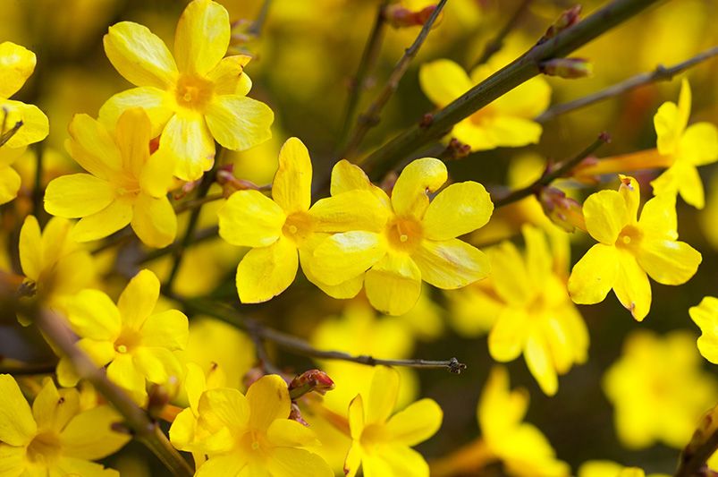 Winter Annual Plants: Thriving in Cool Weather - Shrubhub