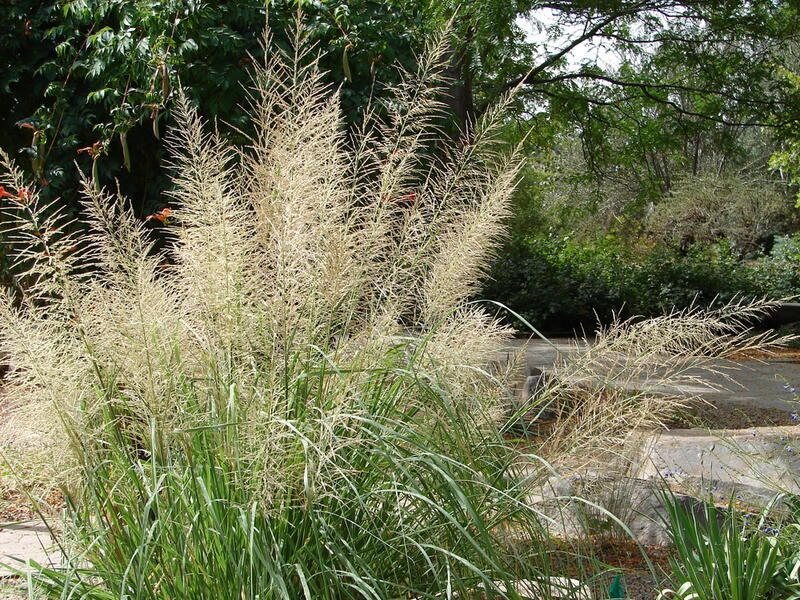 20 Ornamental Grasses With Dramatic Appearances & Interesting Textures ...